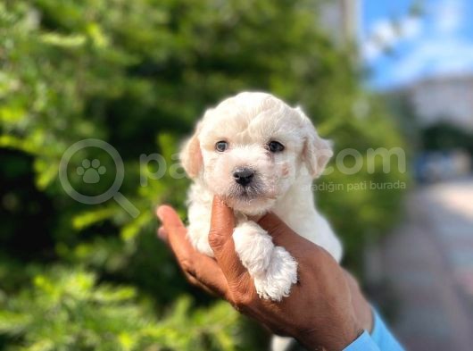 Dişi Ve Erkek Mevcut Maltese Terrier