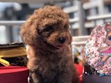 Red Toy Poodle Kardeşler