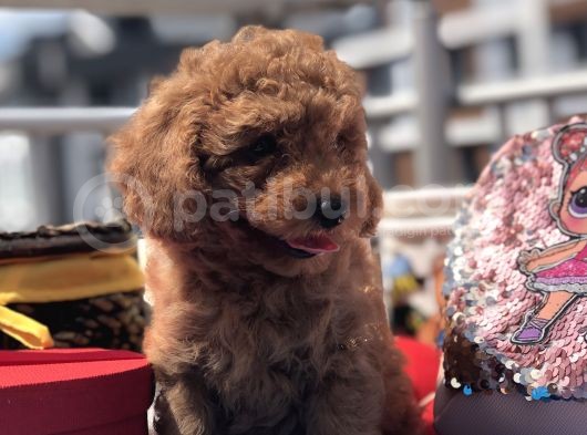 Red Toy Poodle Kardeşler görsel