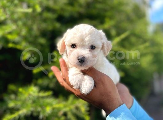 Dişi Ve Erkek Mevcut Maltese Terrier görsel
