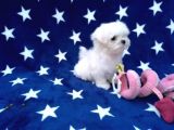 Maltese Terrier Yavrular