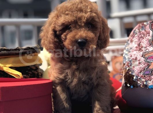 Red Toy Poodle Kardeşler