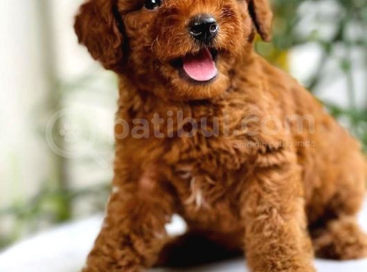 Safkan Toy Poodle Yavrularımız görsel