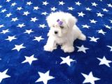 Maltese Terrier Yavrular