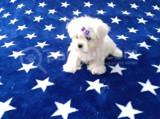 Maltese Terrier Yavrular görsel