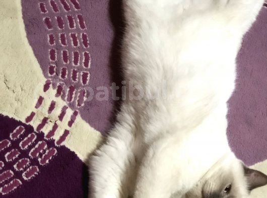 Oğlumuz Kral Yeni Yuva Arıyoruz görsel