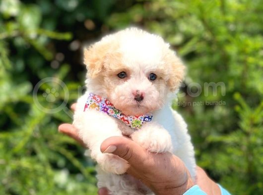Yavru Malti̇poo görsel
