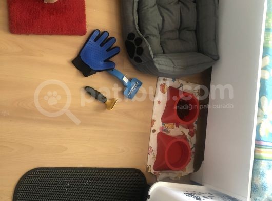 Oğlumuz Kral Yeni Yuva Arıyoruz görsel