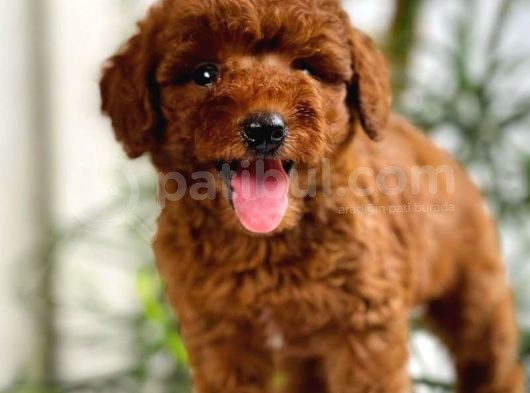 Safkan Toy Poodle Yavrularımız