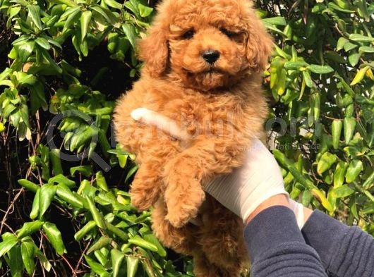 Toy Poodle Yavrular ( Red, Red Brown, Apricot, Silver, Siyah) görsel