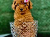 Toy Poodle Yavrular ( Red, Red Brown, Apricot, Silver, Siyah)