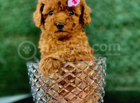 Toy Poodle Yavrular ( Red, Red Brown, Apricot, Silver, Siyah)