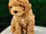 Toy Poodle Yavrular ( Red, Red Brown, Apricot, Silver, Siyah)