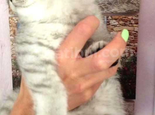 Safkan Ve Orijinal Silver Tabby görsel