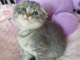 Blue Silver Tabby Erkek Safkan Ve Orijinal