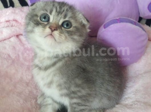 Blue Silver Tabby Erkek Safkan Ve Orijinal görsel