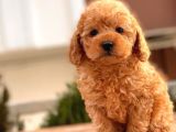 Toy Poodle Yavrular
