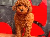 Toy Poodle Yavrular