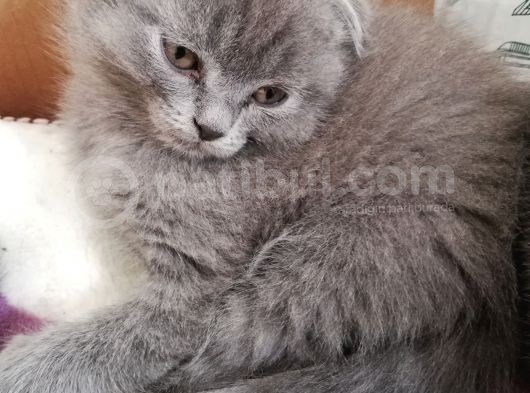 2 Aylık Scottish Fold Erkek Kardeşler görsel