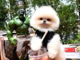 0,75 Mikro Burun Ödül Adayı Safkan Boo Pomeranian