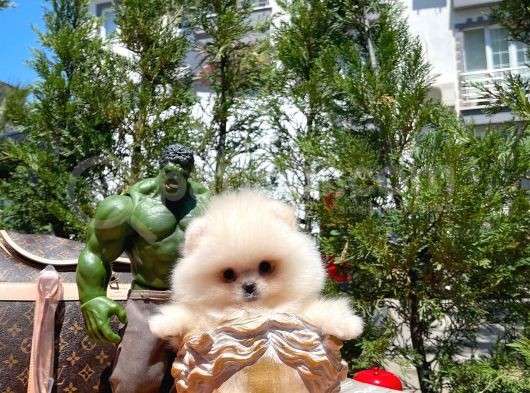 0,75 Mikro Burun Ödül Adayı Safkan Boo Pomeranian görsel