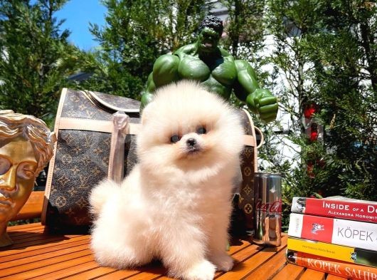 0,75 Mikro Burun Ödül Adayı Safkan Boo Pomeranian görsel