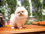 0,75 Mikro Burun Ödül Adayı Safkan Boo Pomeranian