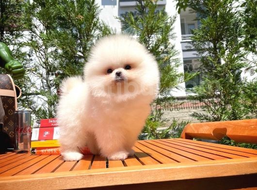 0,75 Mikro Burun Ödül Adayı Safkan Boo Pomeranian görsel