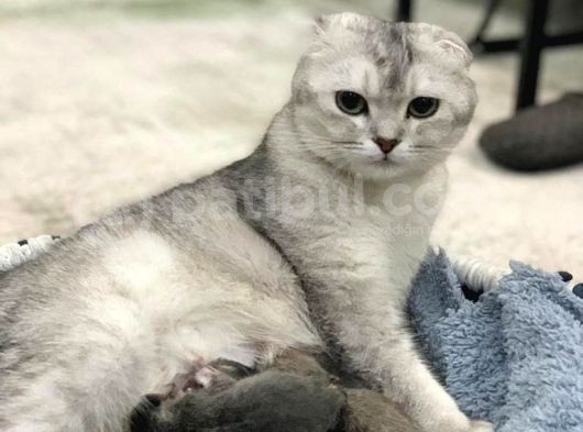 Scottish Fold Dişi görsel
