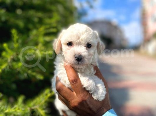 Dişi Ve Erkek Mevcut Maltese Terrier görsel