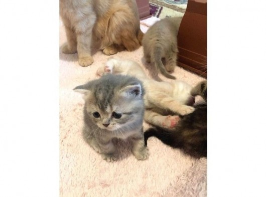 British Shorthair Orijinal görsel