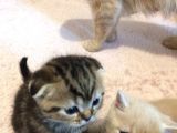 Scottish Fold Orijinal