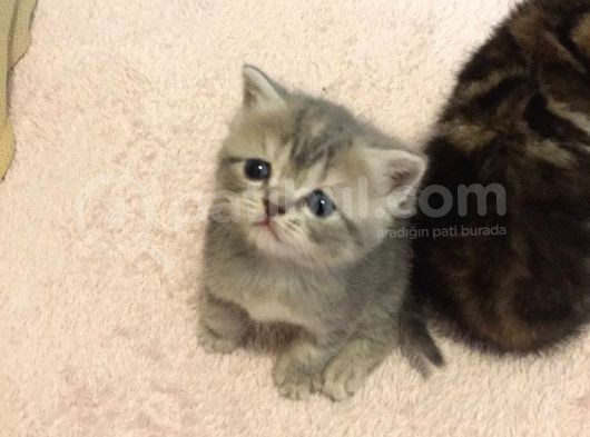 British Shorthair Orijinal görsel