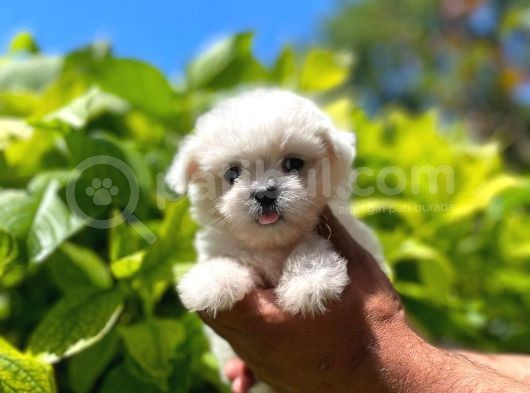 Yavru Malti̇poo görsel