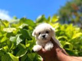 Yavru Malti̇poo