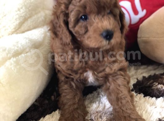 Efsane Red Toy Poodle görsel