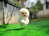 Irk Ve Sağlık Garantili Pomeranian Boo Yavrularımız