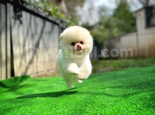 Irk Ve Sağlık Garantili Pomeranian Boo Yavrularımız görsel