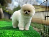 Irk Ve Sağlık Garantili Pomeranian Boo Yavrularımız