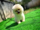 Irk Ve Sağlık Garantili Pomeranian Boo Yavrularımız