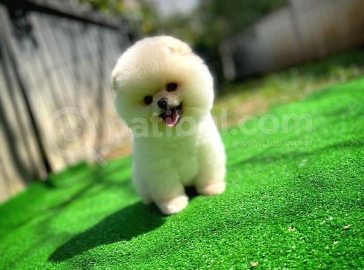 Irk Ve Sağlık Garantili Pomeranian Boo Yavrularımız
