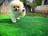 Irk Ve Sağlık Garantili Pomeranian Boo Yavrularımız