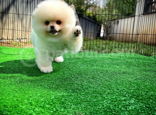Irk Ve Sağlık Garantili Pomeranian Boo Yavrularımız görsel