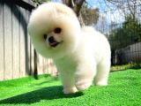 Irk Ve Sağlık Garantili Pomeranian Boo Yavrularımız