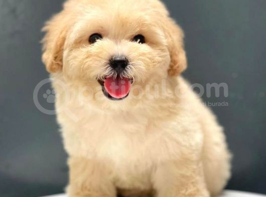 Irk Ve Saglik Garantili Disi Erkek Toy Poodle Yavrular görsel