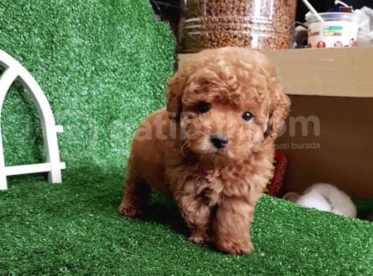 Safkan Irk Garantili Toy Poodle Yavrularimiz görsel