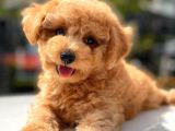 Sevi̇mli̇ Toy Poodle Bebekler