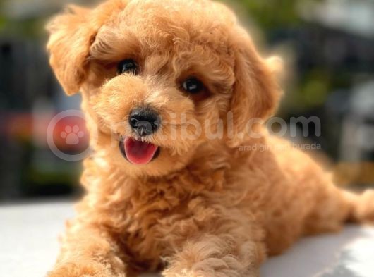 Sevi̇mli̇ Toy Poodle Bebekler