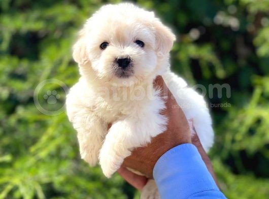Dişi Ve Erkek Mevcut Maltese Terrier
