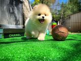 Ayı Surat Pomeranian Boo Yavrularımız
